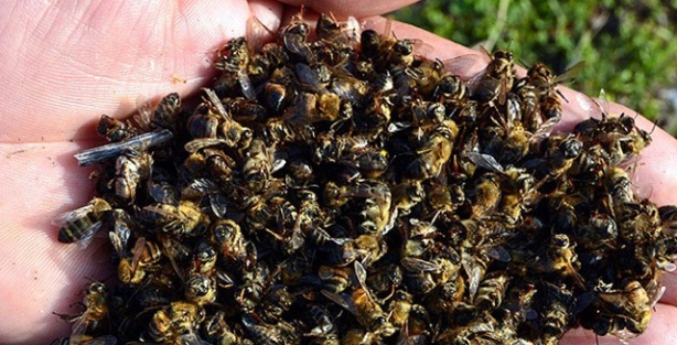 Arı ölümlerinde büyük artış