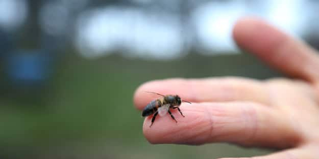 Arı popülasyonunda kayıp, sürdürülebilirliğe tehdit olmaya başladı