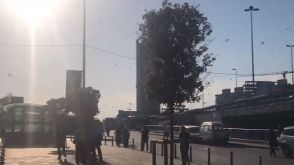 Arı şaşkınlığı devam ediyor! Önce Kadıköy, şimdi de Mecidiyeköy…