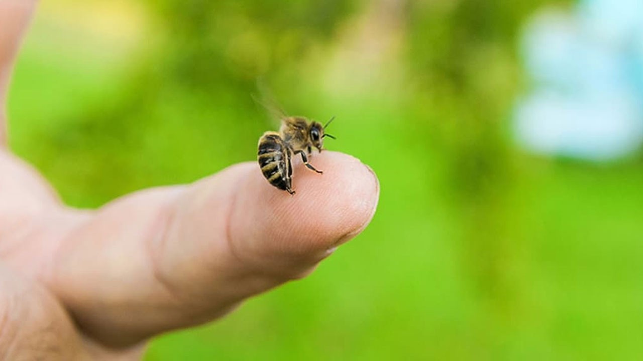Arı sokması can aldı