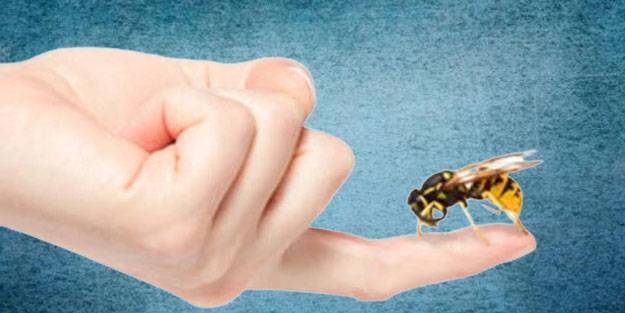 Arı sokması nasıl belli olur? Arı sokması öldürür mü? Arı sokara ne yapılmalı?