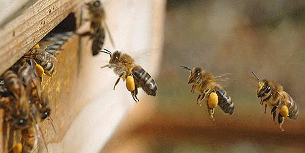 Arı sürüsü insanlara saldırdı! 1 kişi öldü, çok sayıda yaralı var