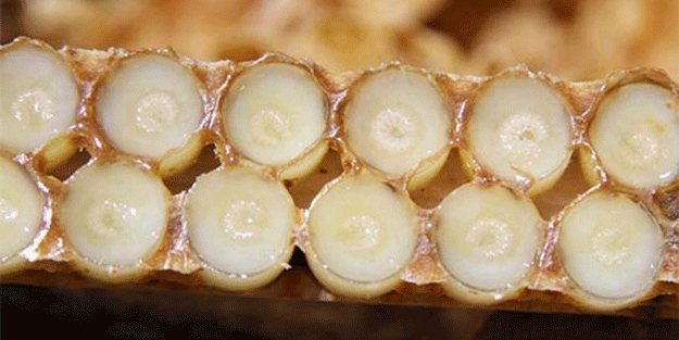 Arı sütü nasıl kullanılır? Faydaları nelerdir?