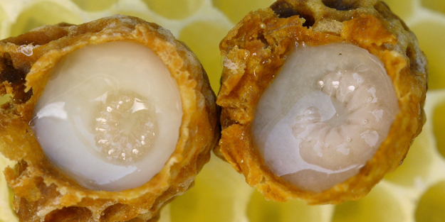 Arı sütü neden faydalı? Faydası çok büyük...