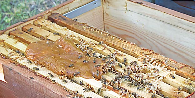 Arı ürünleri uzmanı BEE’O... Uzman eliyle kovandan sofraya