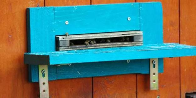 Arı yatağı şifa dağıtıyor