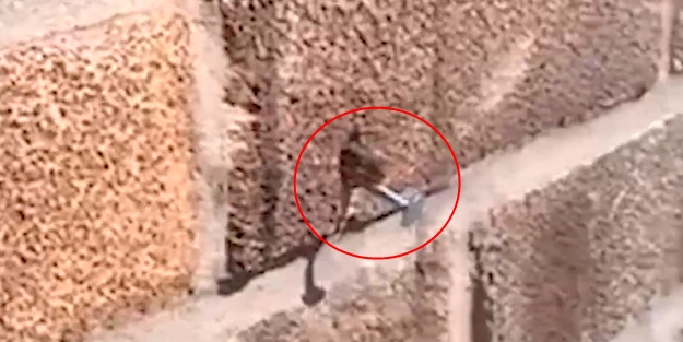 Arı, yuva yapmak için çiviyi yerinden çıkarıyor!