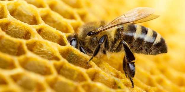 Arı zehrinin kanser hücrelerini yok ettiği tespit edildi