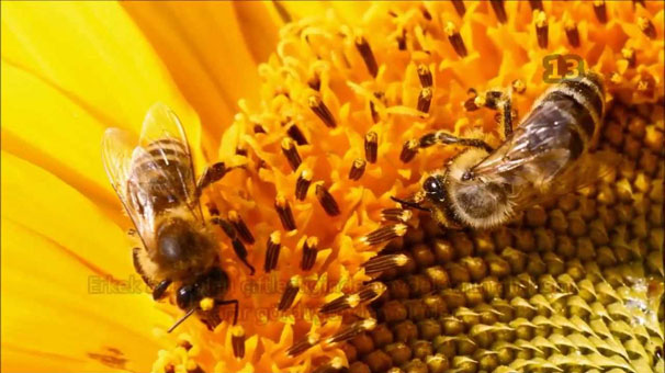 Arıcılar bal üretiminden memnun