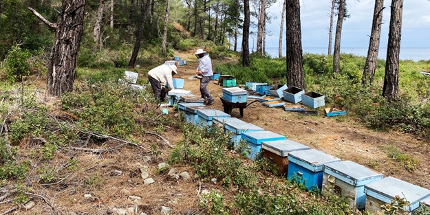 Arıcıların hasat telaşı başladı