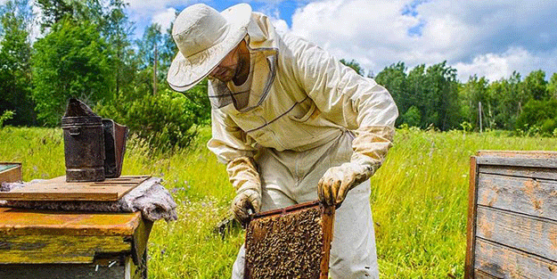 Arıcılıkta yapay zeka dönemi! Verimlilik böyle arttırılacak