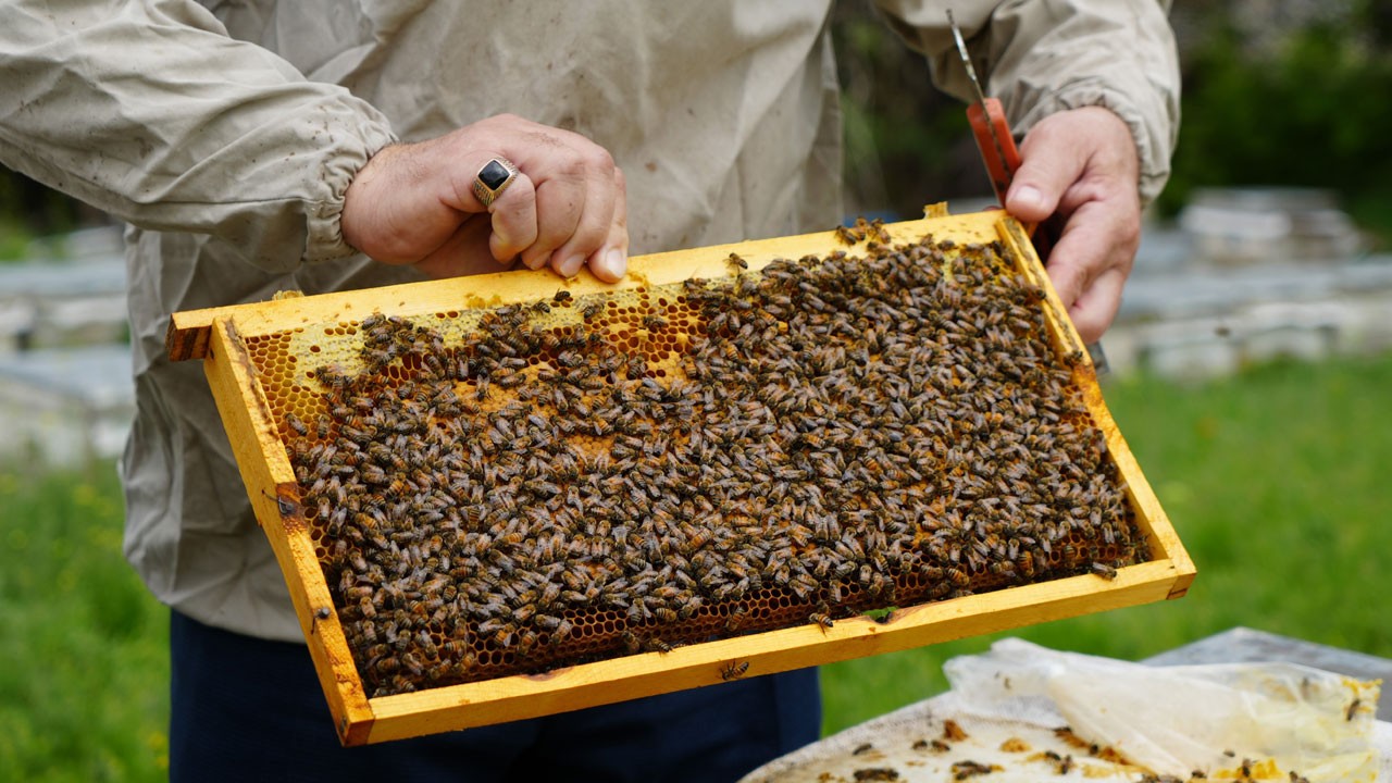 Arılar aç kaldı, bal krizi kapıda