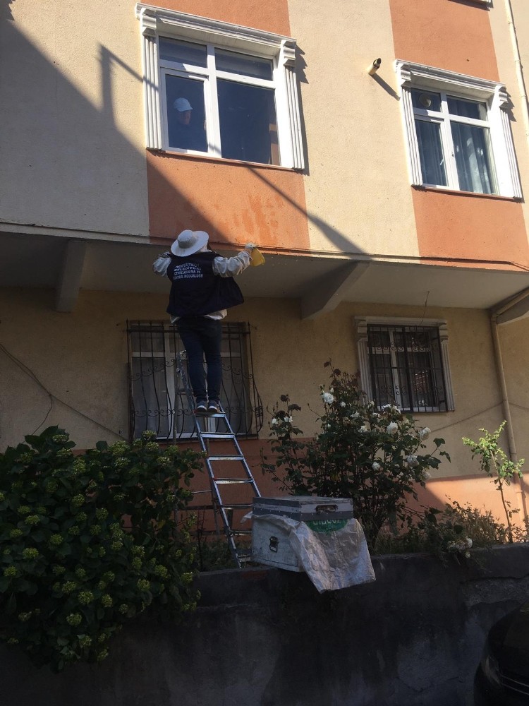 Arılar apartman duvarına yuva yaptı 