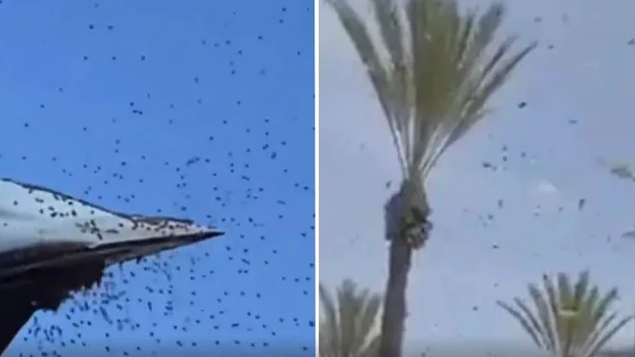 Arılar İsrail'i istila etti!