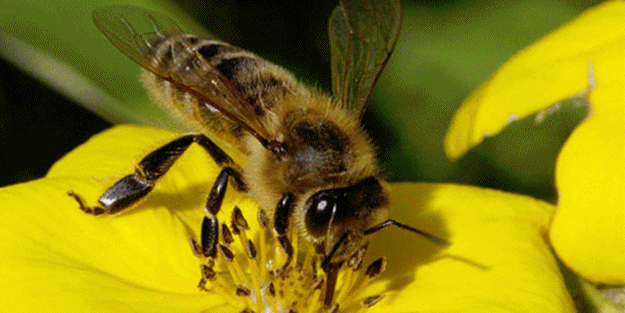 Arılar kanser teşhis edecek