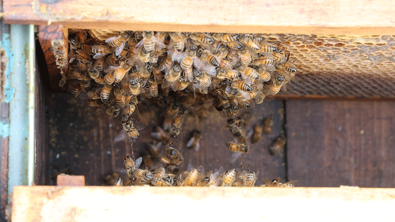 Arılar kış uykusuna erken girdi! Uzmanlar iklim değişikliğine dikkat çekti