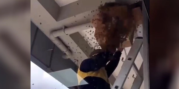 Arılar o mahallede terör estiriyor!