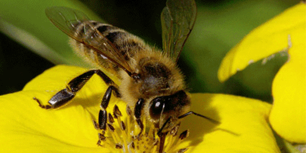 Arılar öyle bir yere kovan yaptı ki!