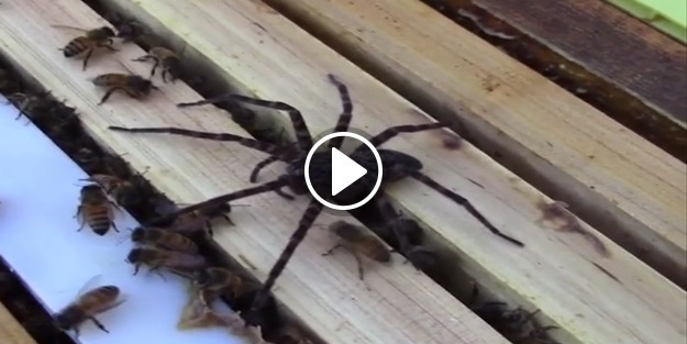 Arılar ile zehirli örümceğin savaşı bakın nasıl sonlandı