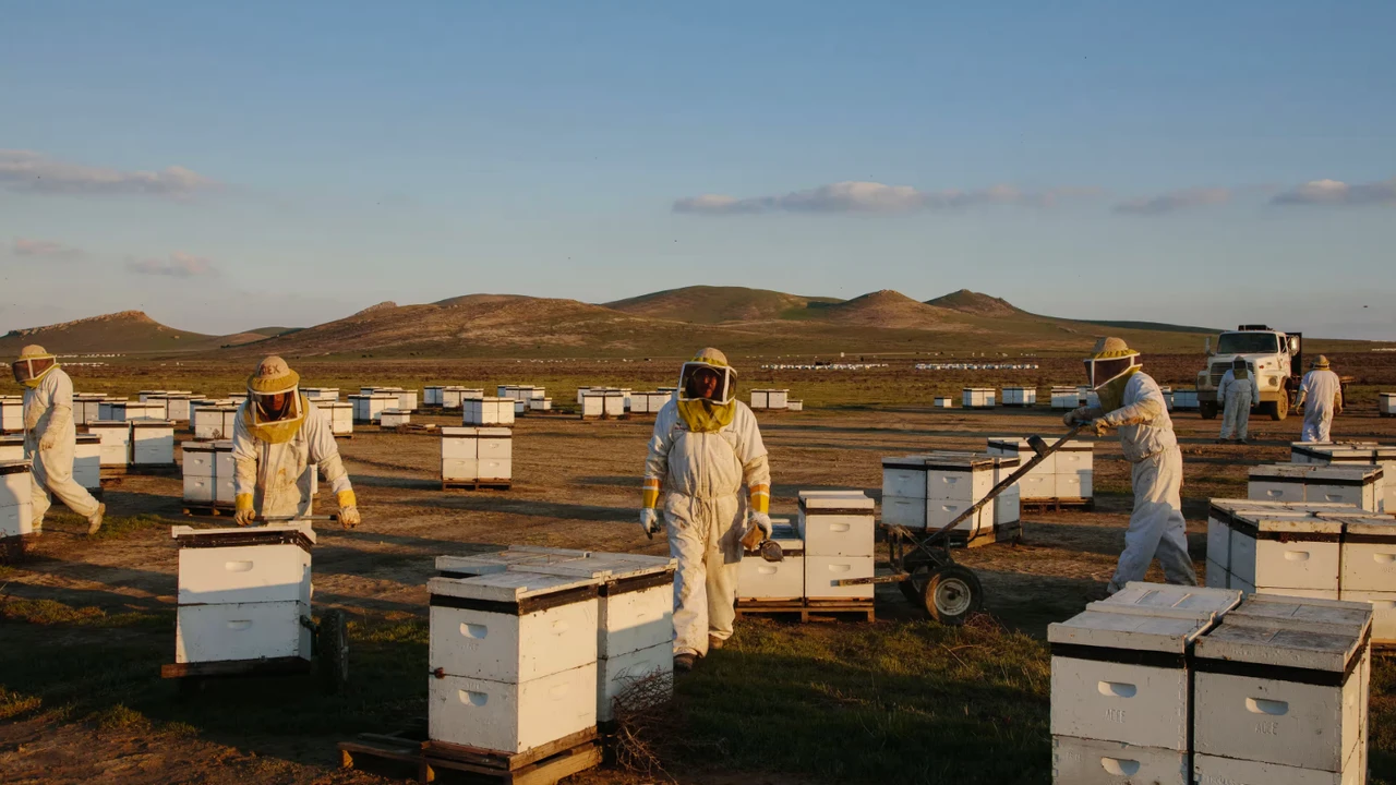 Arılarda rekor ölüm! Tarım krizi kapıda!