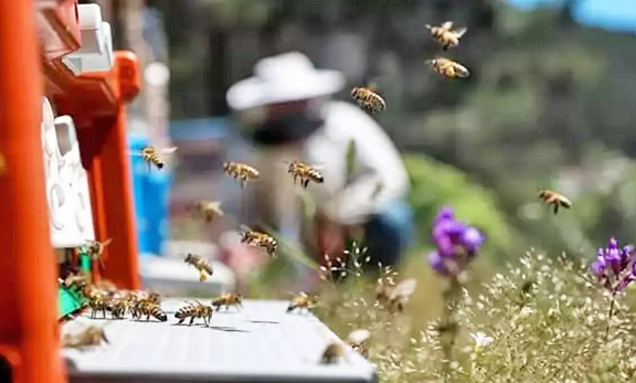 Arılardan kötü haber var... Arıcılar tedirgin: Koloni kayıpları yaşanıyor