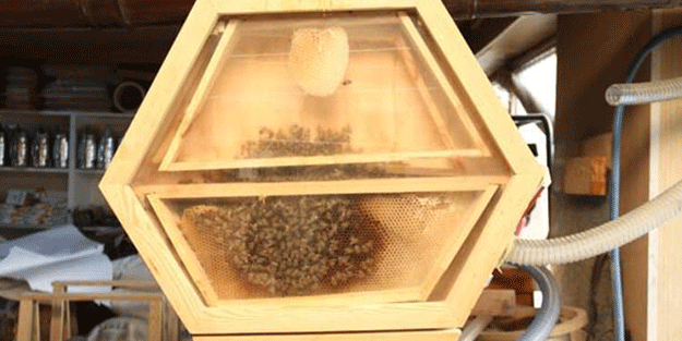 Arıların bal yapışını izlemek isteyenler akın ediyor! ‘Arıvaryum’a yoğun ilgi