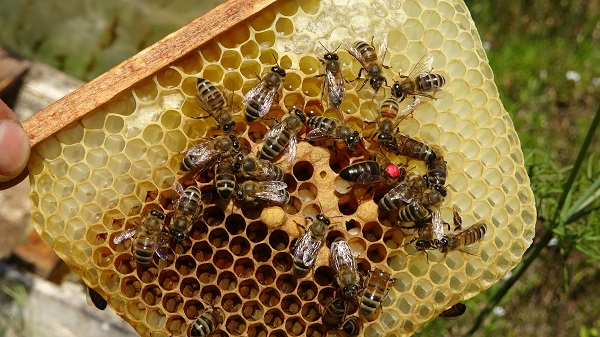 Arıların kraliçesi bu rakama satılıyor