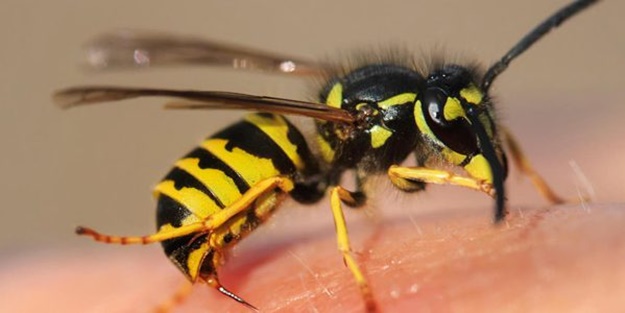 Arıların saldırısına uğrayan kişi hastaneye kaldırıldı
