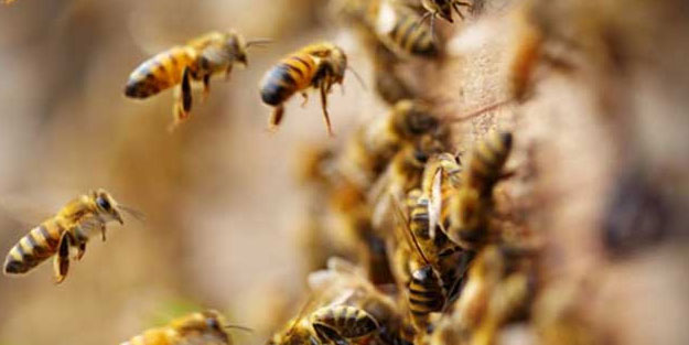 Arıların soktuğu arıcı yaşamını yitirdi