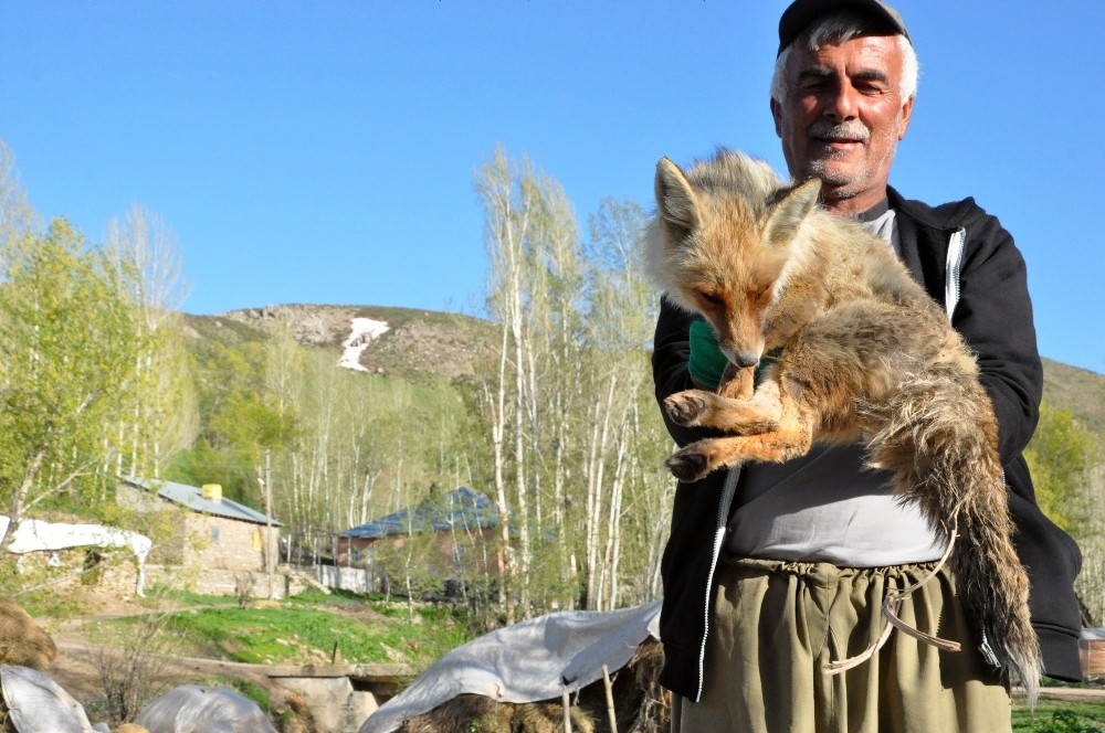 Arıların soktuğu tilkiyi muhtar korumaya aldı 