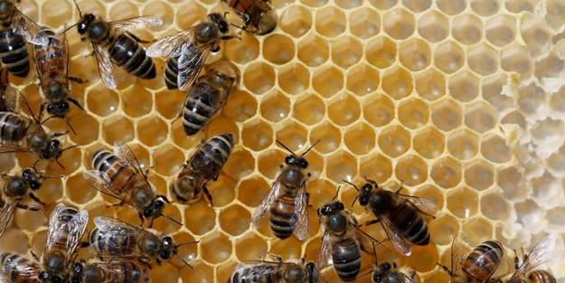 Arıların sosyal mesafe uyguladığı ortaya çıktı