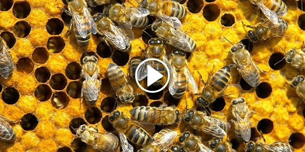 Arıların yeni bir özelliği keşfedildi