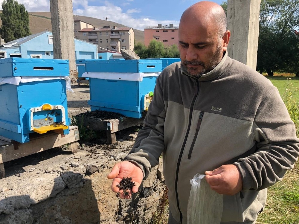 Arılarının zehirlendiğini iddia etti 