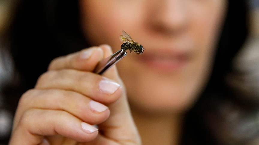 'Arının ölüsü de şifa kaynağı'