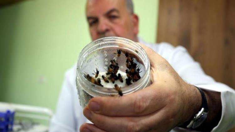 Arının sadece balı şifa değil!