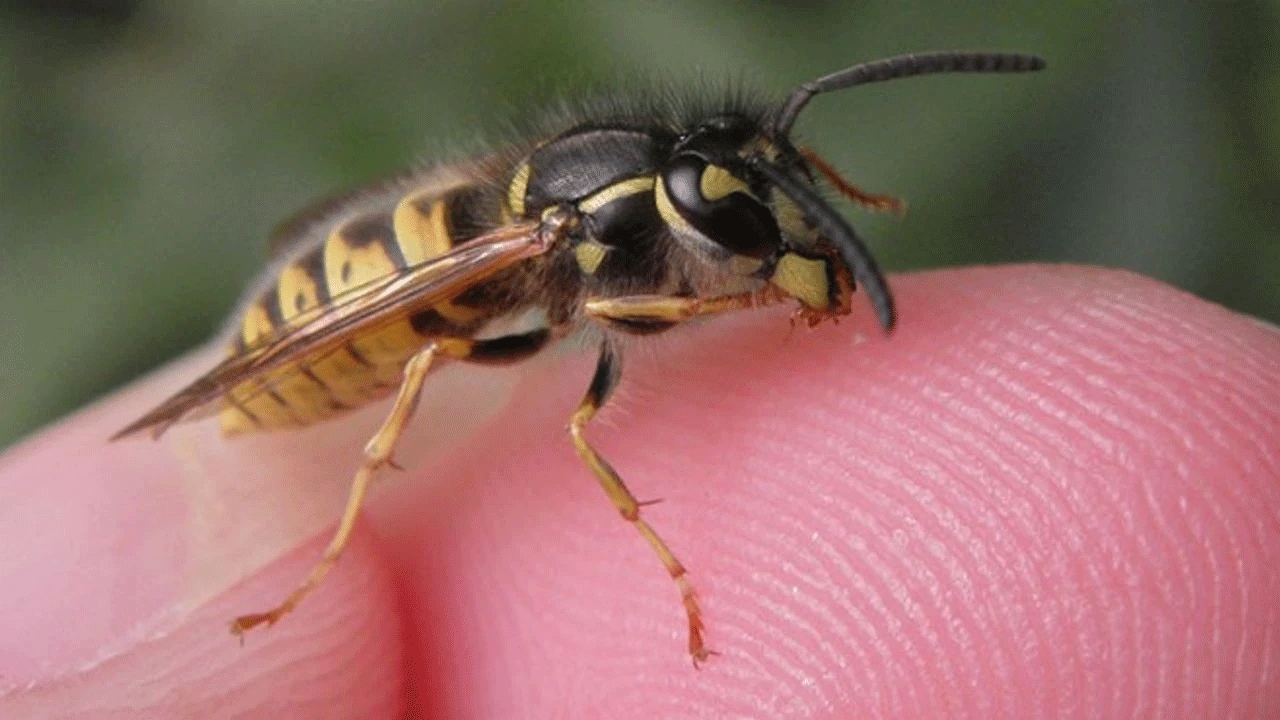 Arının soktuğu kadın vefat etti