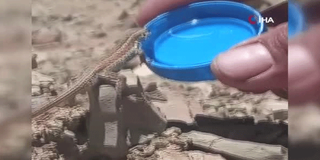 Arizona çölü değil, Hakkari! Sıcaktan bunalan kertenkele böyle su içti