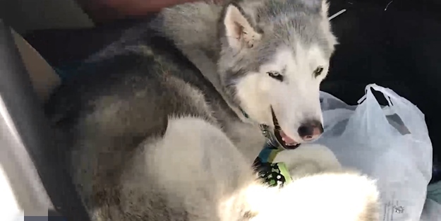 Arka koltuğa geçmeyi bakın nasıl reddetti!