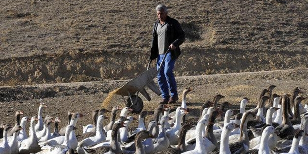 Kesmeye kıyamadı, şimdi paraya para demiyor