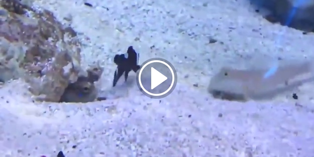 Arkadaşına gıcıklık yapan balık