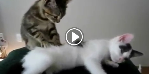 Arkadaşına masaj yapan minik kedi