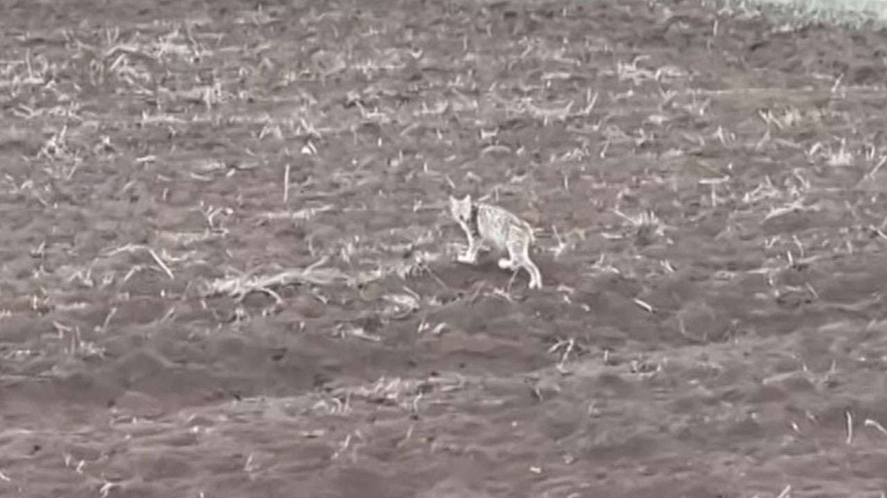 Arkasına dönüp baktı… Yavru vaşak dünyanın konuştuğu pengueni hatırlattı