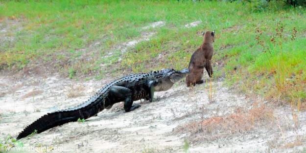 Arkasından yaklaşan ölümü göremedi