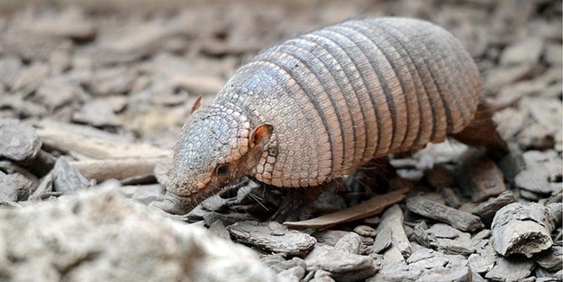 Armadilloların 'atası' bulundu