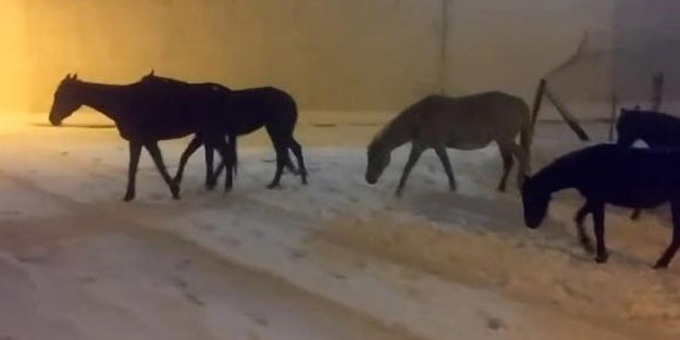 Arnavutköy'de başıboş atlar kar altında sığınacak yer aradı