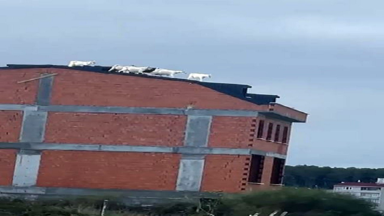 Arnavutköy’de ilginç olay