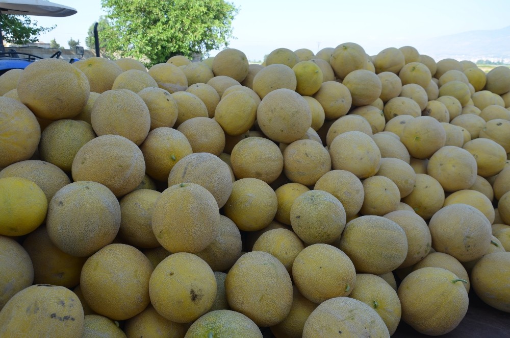 Aromasıyla meşhur Kırıkhan kavununda hasat başladı 