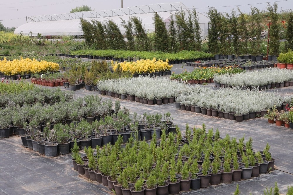 Aromatik ve Tıbbi Bitkiler Borsası Büyükçekmece’de kuruluyor 