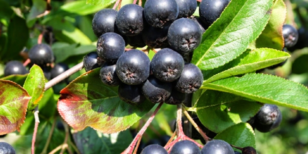 Aronya meyvesi kanser hücrelerini yok ediyor