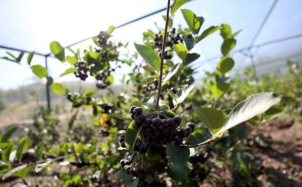 Aronya meyvesi ne oluyor? Aronya meyvesinin faydaları neler?